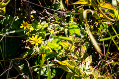 Osteospermum grandidentatum