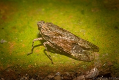 Erilla turneri