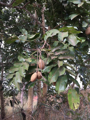 Tonka Bean Tree