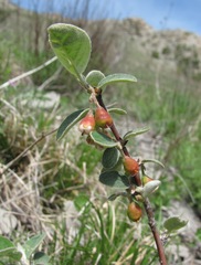 Cotoneaster suavis