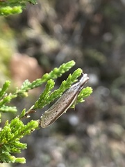 Pleurota bicostella