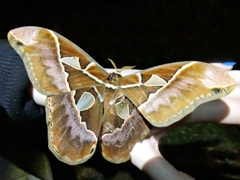 Rothschildia speculifer