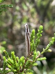 Pleurota bicostella
