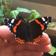 Vanessa atalanta