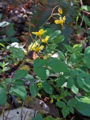 Vancouveria chrysantha