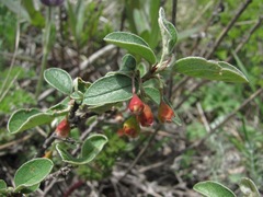 Cotoneaster suavis