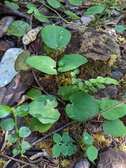 Vancouveria chrysantha