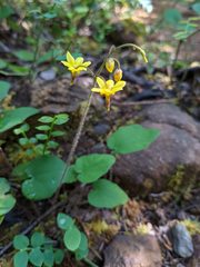 Vancouveria chrysantha