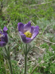 Pulsatilla violacea