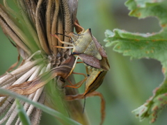 Carpocoris mediterraneus atlanticus