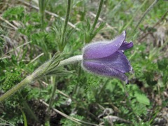 Pulsatilla violacea