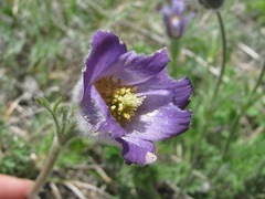 Pulsatilla violacea