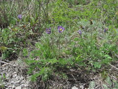 Pulsatilla violacea