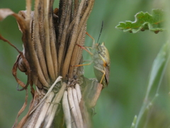 Carpocoris mediterraneus atlanticus