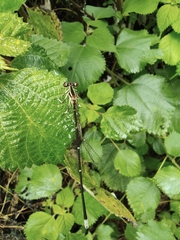 Pseudocopera ciliata