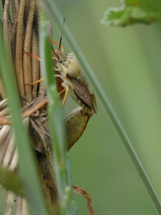 Carpocoris mediterraneus atlanticus