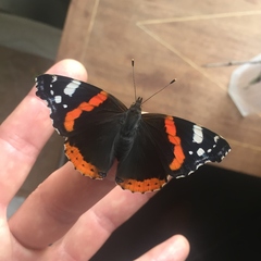 Vanessa atalanta