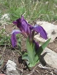 Iris furcata