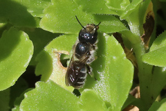 Osmia caerulescens