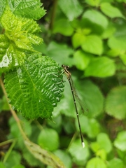 Pseudocopera ciliata