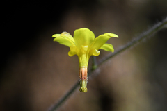 Vancouveria chrysantha