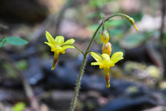Vancouveria chrysantha