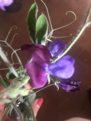 Lathyrus odoratus