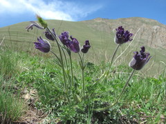 Pulsatilla violacea