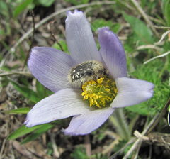 Pulsatilla violacea