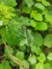 Pseudocopera ciliata
