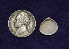 Laevicardium mortoni