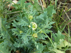 Acicarpha tribuloides