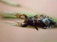 Phlegyas abbreviatus