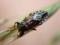 Phlegyas abbreviatus