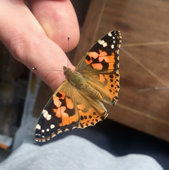 Vanessa cardui
