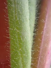 Castilleja brevilobata