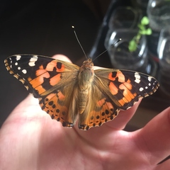Vanessa cardui