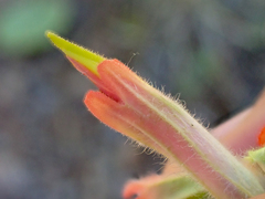 Castilleja brevilobata