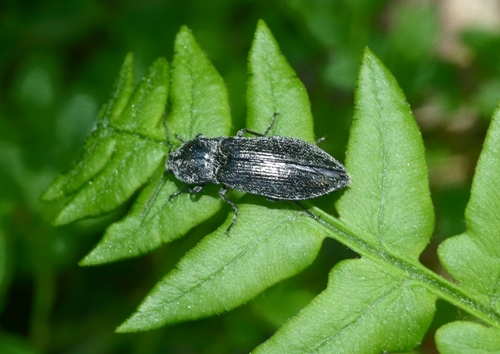Paraphotistus impressus