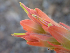 Castilleja brevilobata