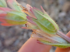 Castilleja brevilobata