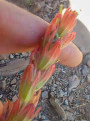 Castilleja brevilobata