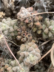 Anacampseros subnuda