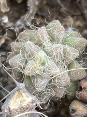 Anacampseros subnuda