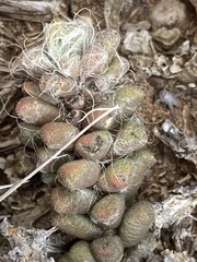 Anacampseros subnuda