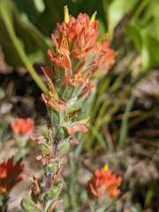 Castilleja brevilobata