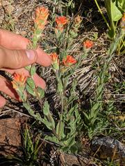 Castilleja brevilobata