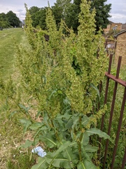 Rumex cristatus