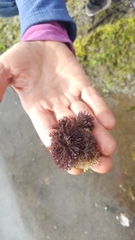 Bugulidae