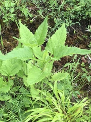 Chenopodiastrum hybridum